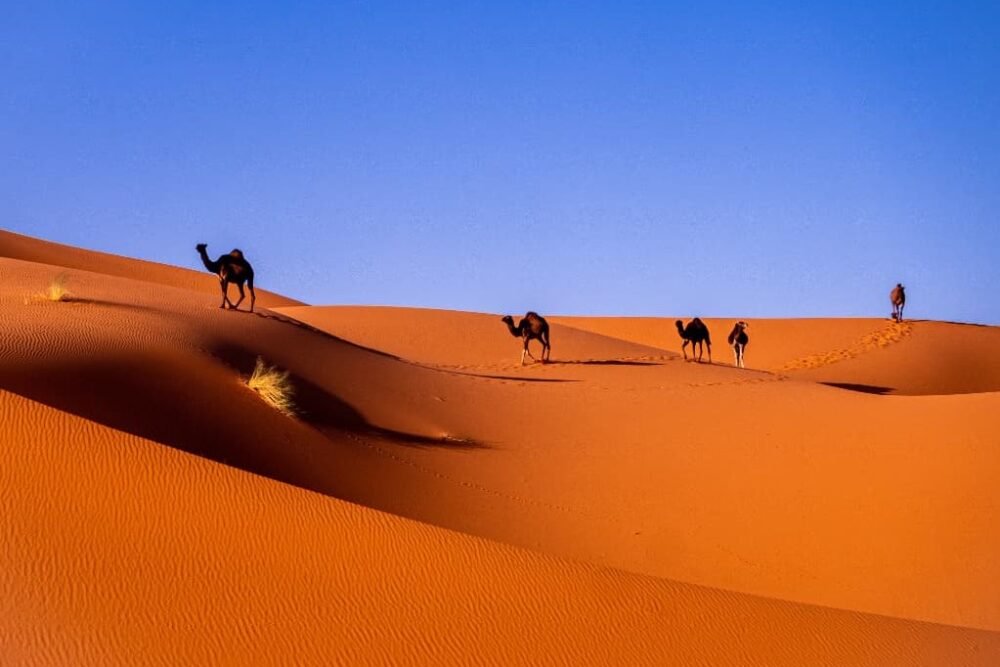 モロッコ　メルズーガ大砂丘の砂　（ アルジェリアとの国境近くの大きな砂丘地帯 )　Ⅱ