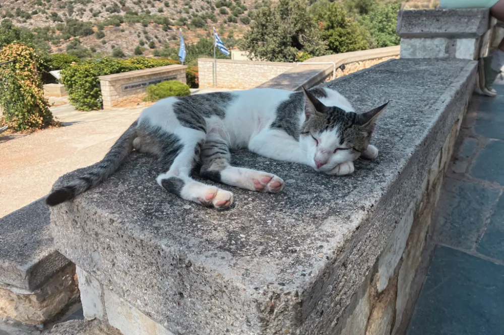 ミケーネ遺跡の猫_写真